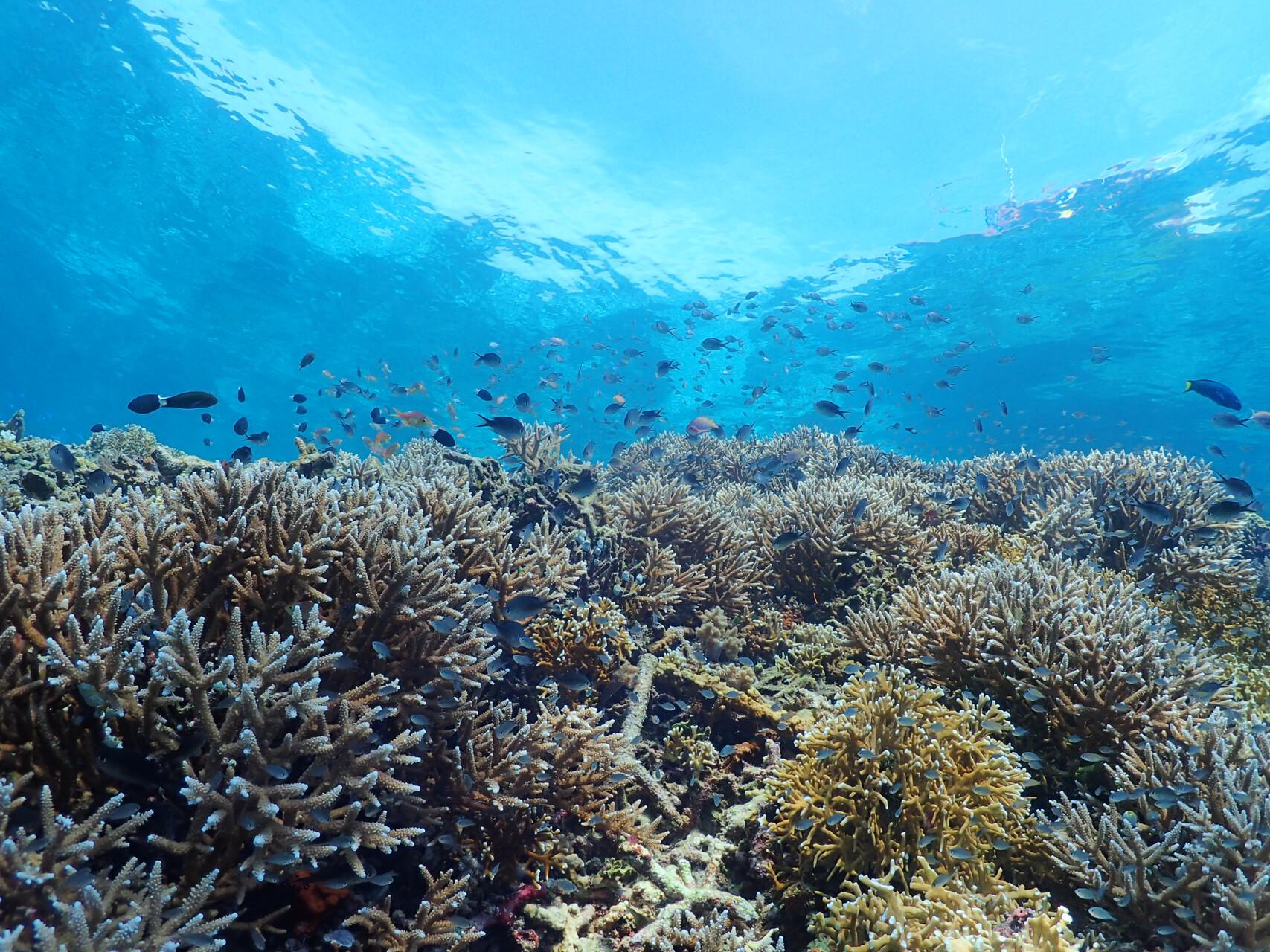 How Harita Nickel Protects Marine Biodiversity in the Obi Sea