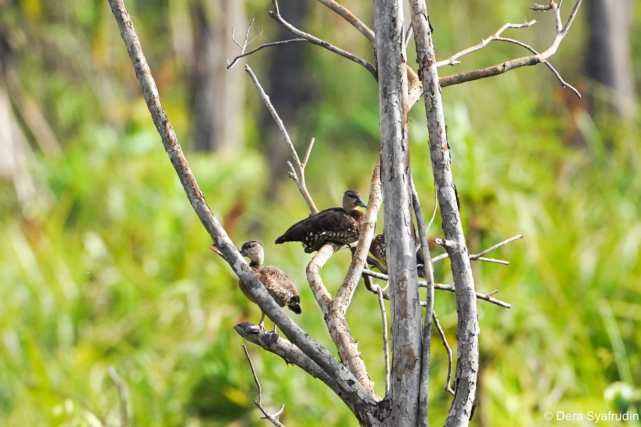 Harita Nickel Strengthens Biodiversity Safeguards in Obi  Through Monitoring and Education