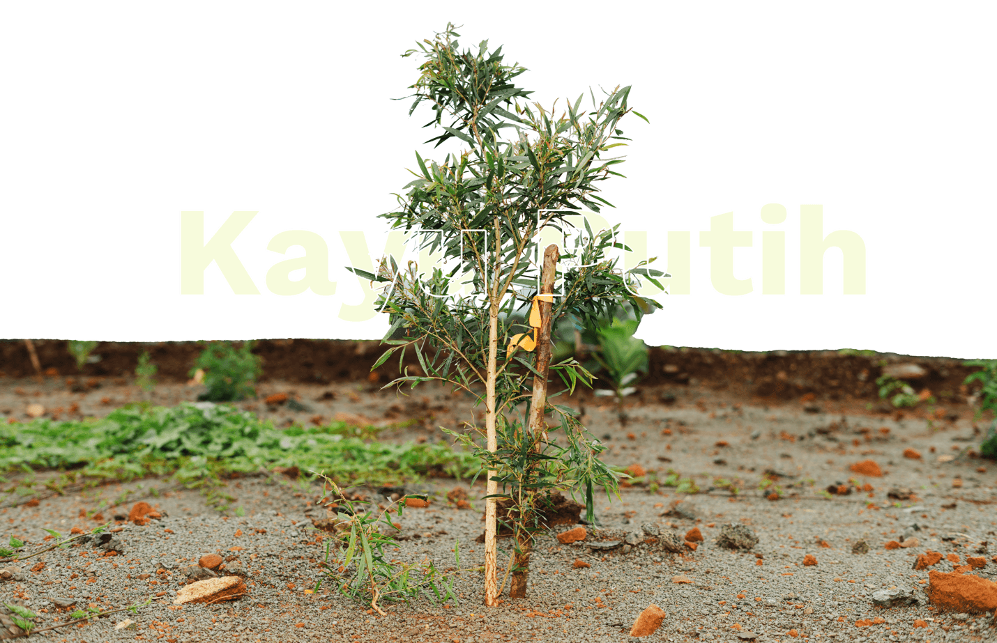 Sustainable Innovation: Harita Nickel Utilizes Nickel Slag to Improve Soil Quality in Reclamation Areas