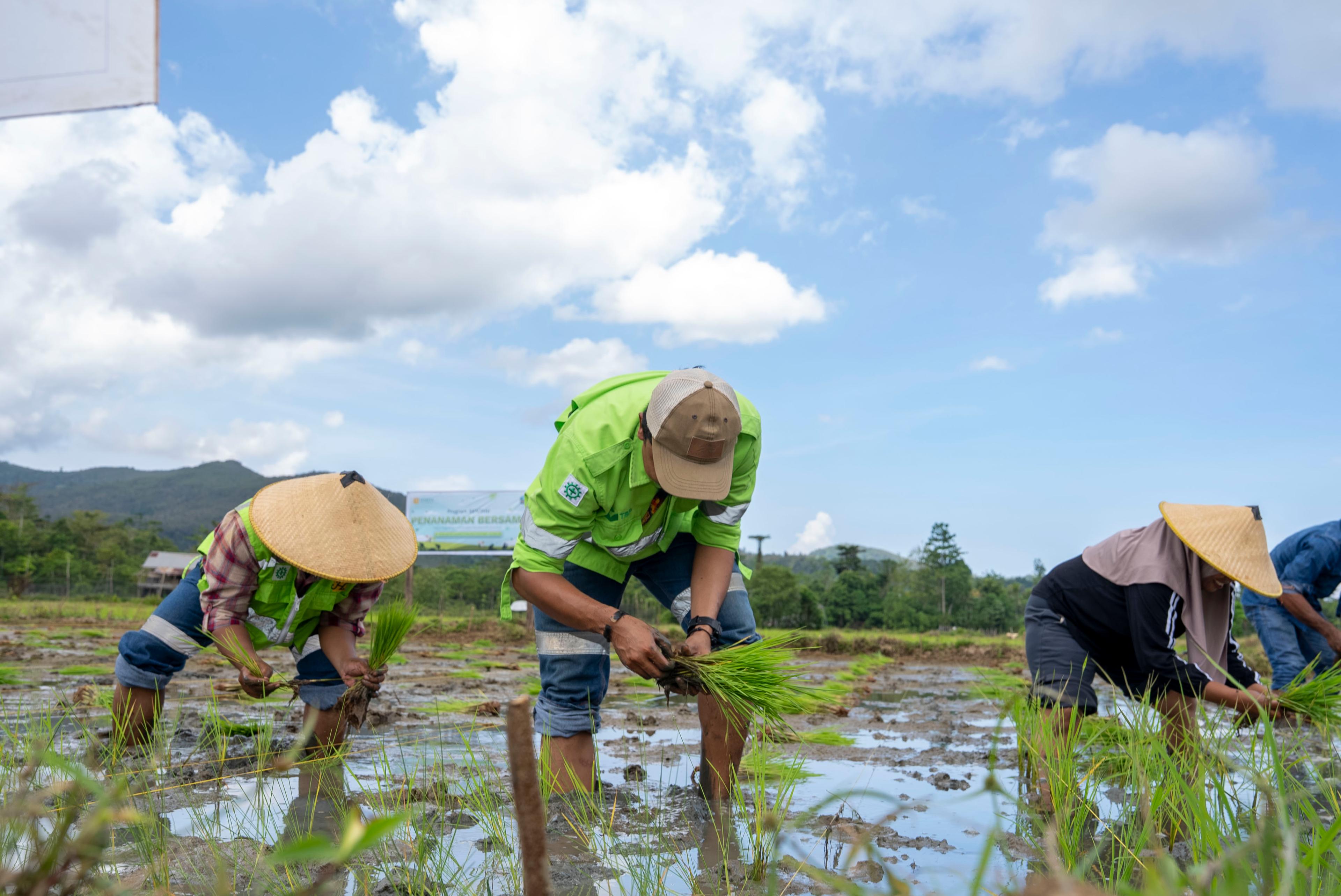 Harita Nickel Supports Agricultural Sustainability in Obi through the SENTANI Program