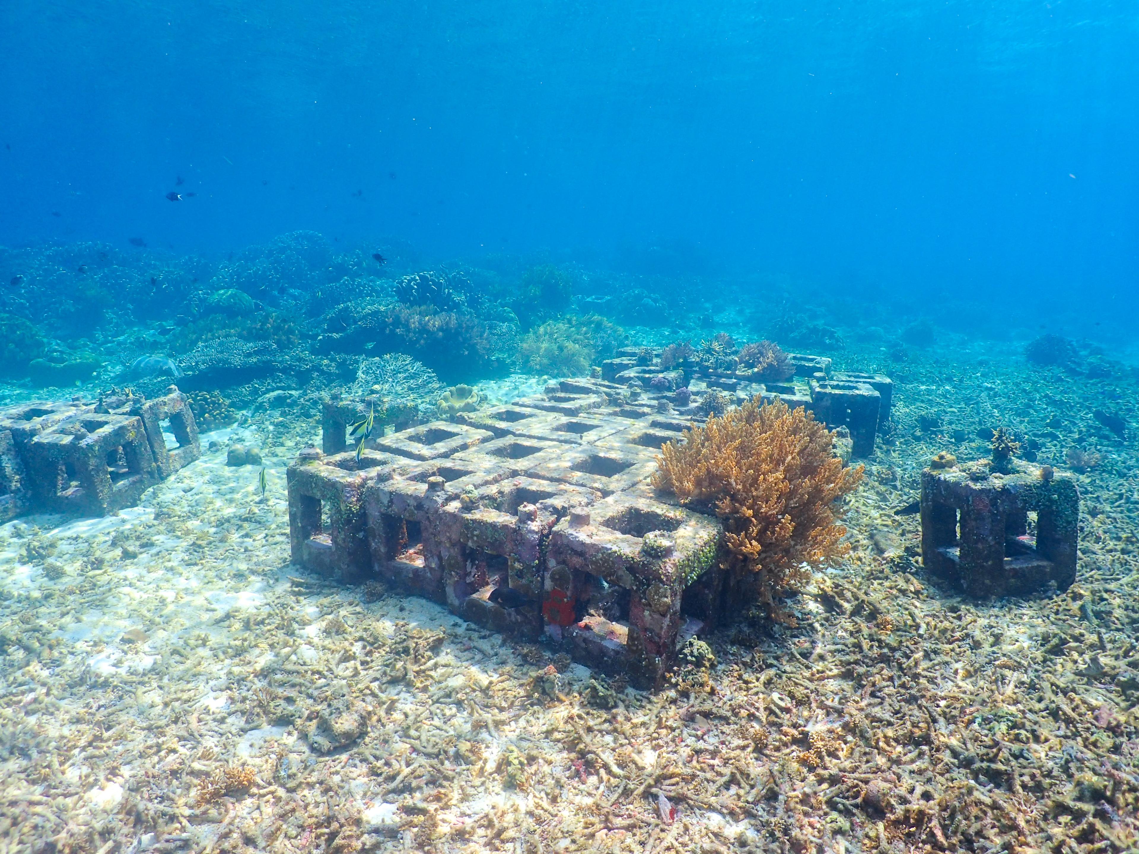 Harita Nickel Boosts Coral Growth with Reefcube Made from Nickel Slag