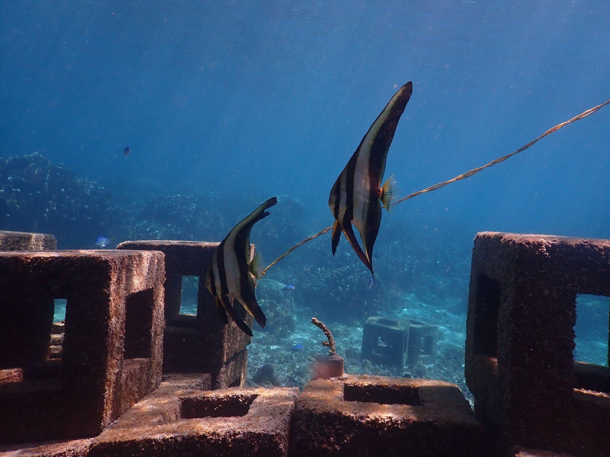 Obi's Marine Biodiversity: From Tiger Sharks to Napoleon Wrasse