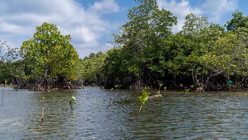 Kemenko Marves Appreciates Harita Nickel for Implementing ESG Principles through Mangrove Rehabilitation