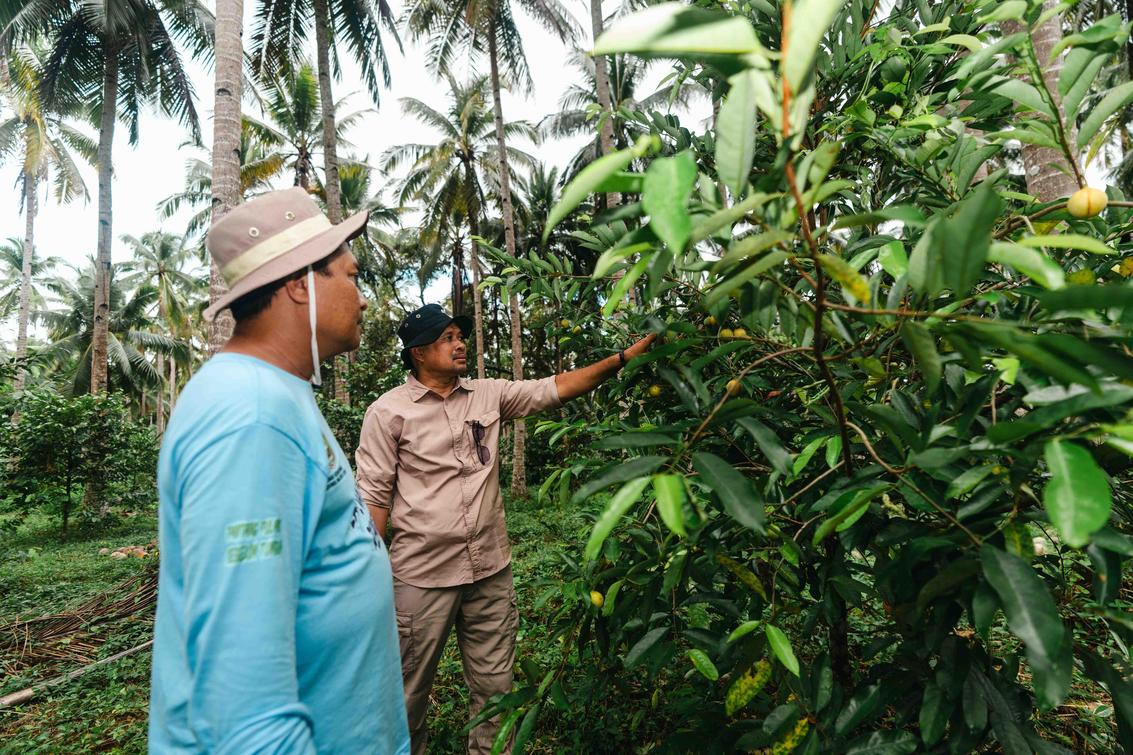 Harita Nickel Rehabilitates 1,765 Hectares of Protected Forest in North Maluku