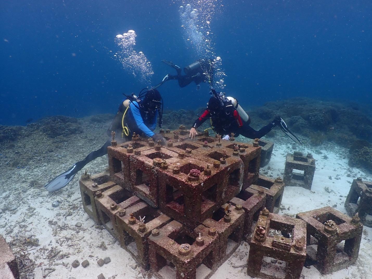 Harita Nickel Preserves Obi Aquatic Ecosystem through Coral Reef Initiative