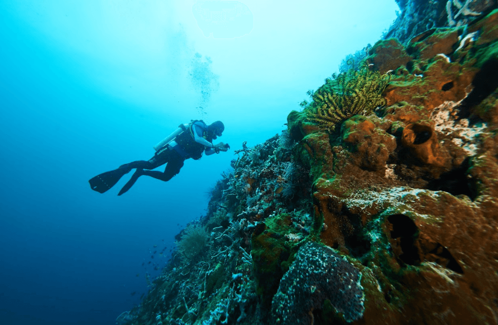 Coral Reefs: Definition, Benefits, and Harita Nickel’s Role in Their Preservation