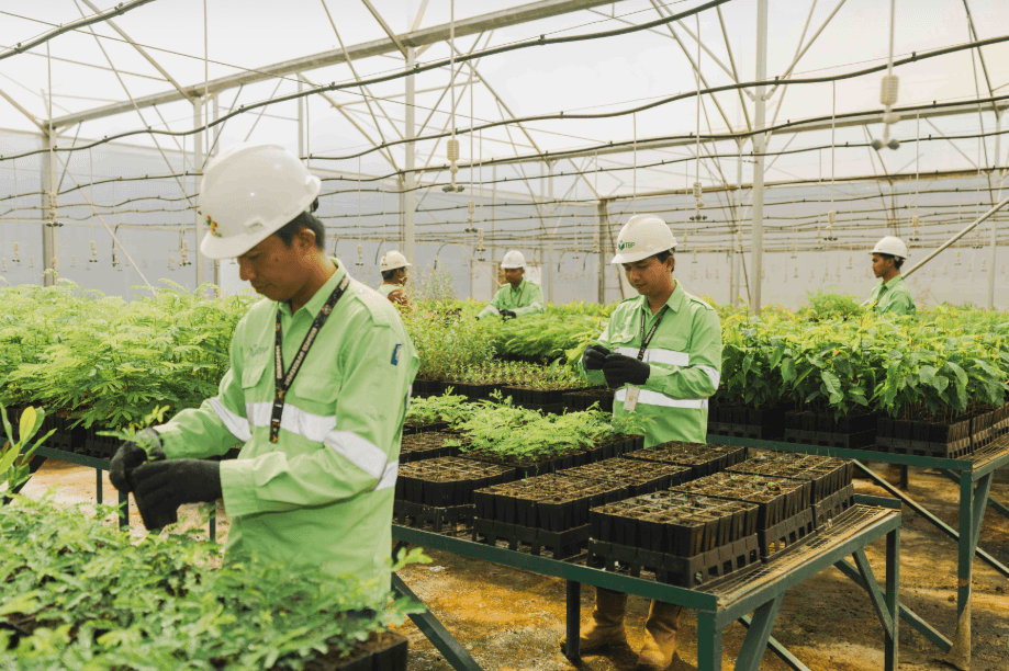A Closer Look at Harita Nickel's Plant Nursery Facilities for Post-Mining Reclamation