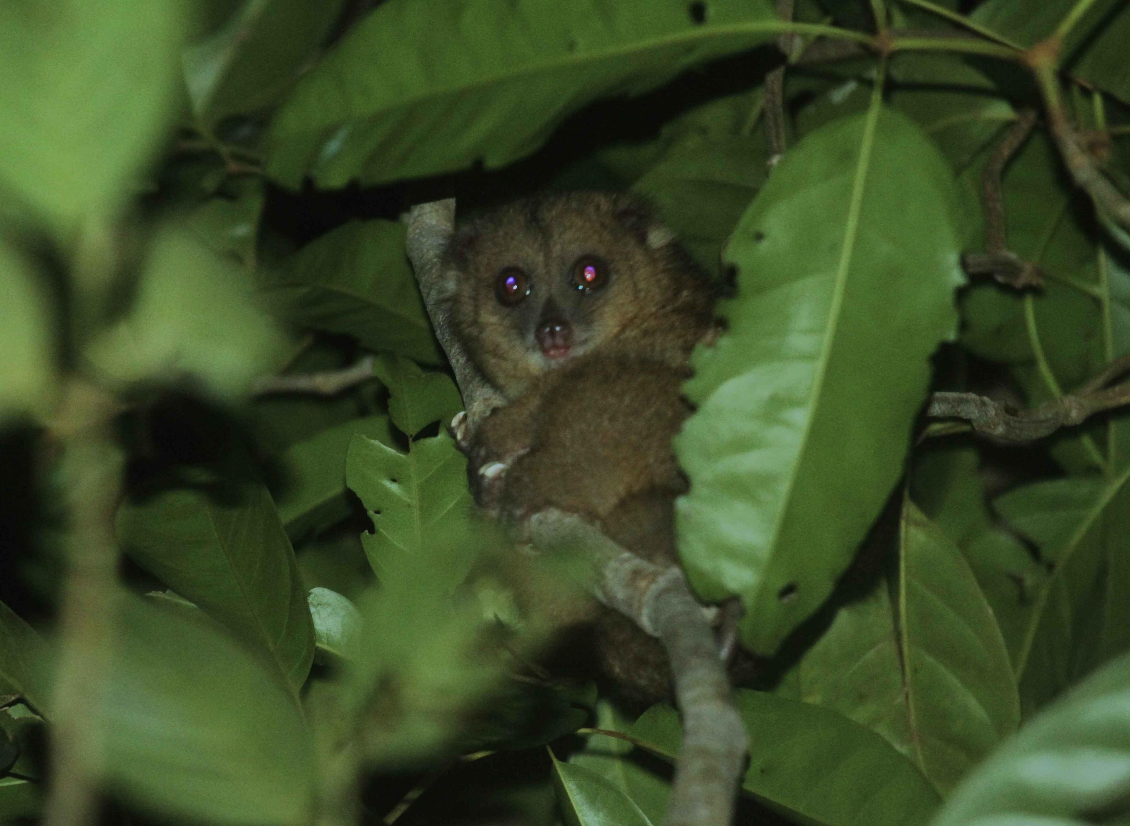 Conserving the Obi Cuscus: Obi Island's Unique Endemic Wildlife
